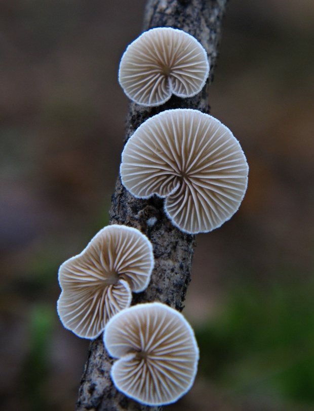 pahliva Crepidotus sp.