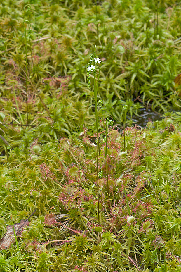 rosička okrúhlolistá Drosera rotundifolia L.