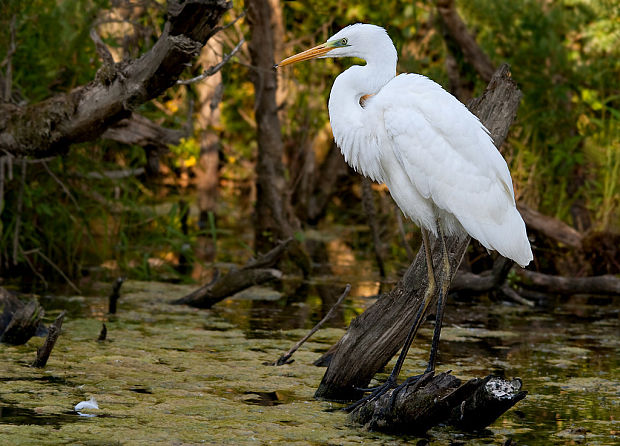 volavka biela Egretta alba