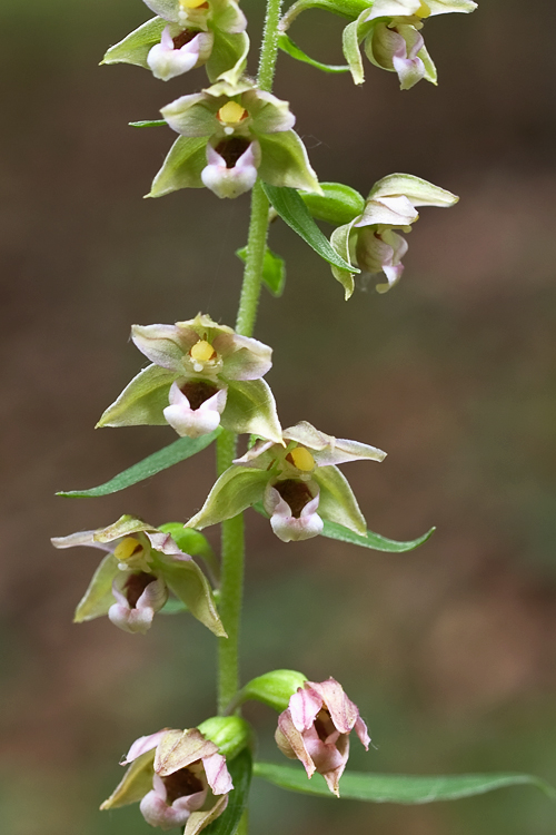 kruštík širokolistý pravý Epipactis helleborine subsp. helleborine (L.) Crantz