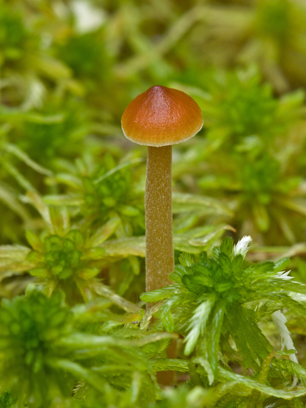 kapucňovka močiarna Galerina paludosa (Fr.) Kühner