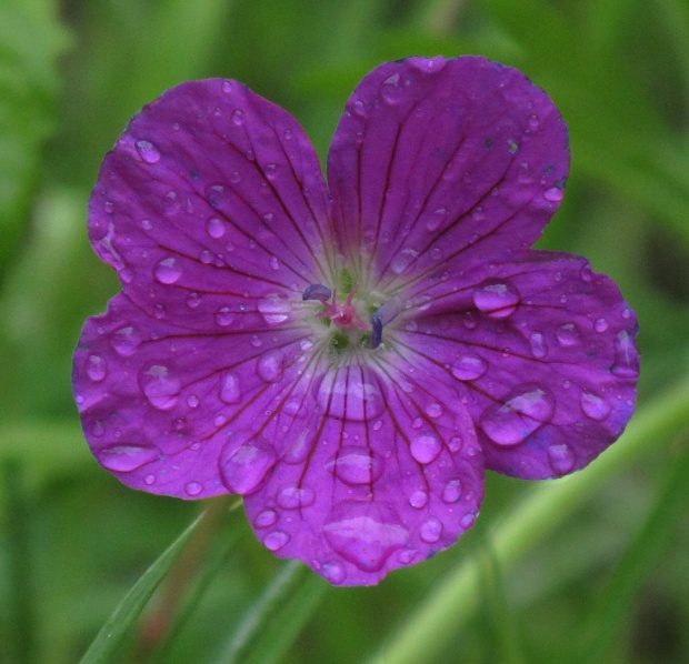 pakost močiarny Geranium palustre L.