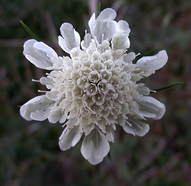 chrastavec kitaibelov Knautia kitaibelii (Schult.) Borbás