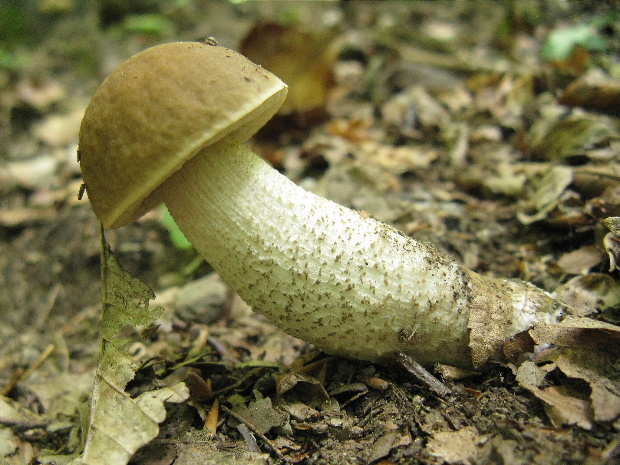 kozák hrabový Leccinum pseudoscabrum (Kallenb.) Šutara