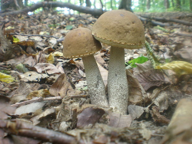 kozák hrabový Leccinum pseudoscabrum (Kallenb.) Šutara