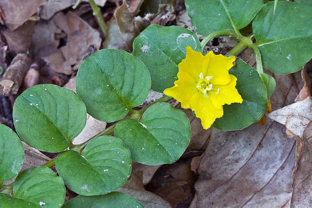 čerkáč peniažtekový Lysimachia nummularia L.