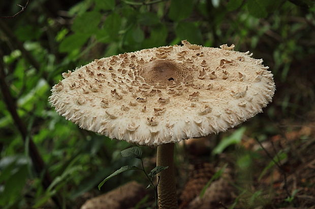 bedľa vysoká Macrolepiota procera (Scop.) Singer