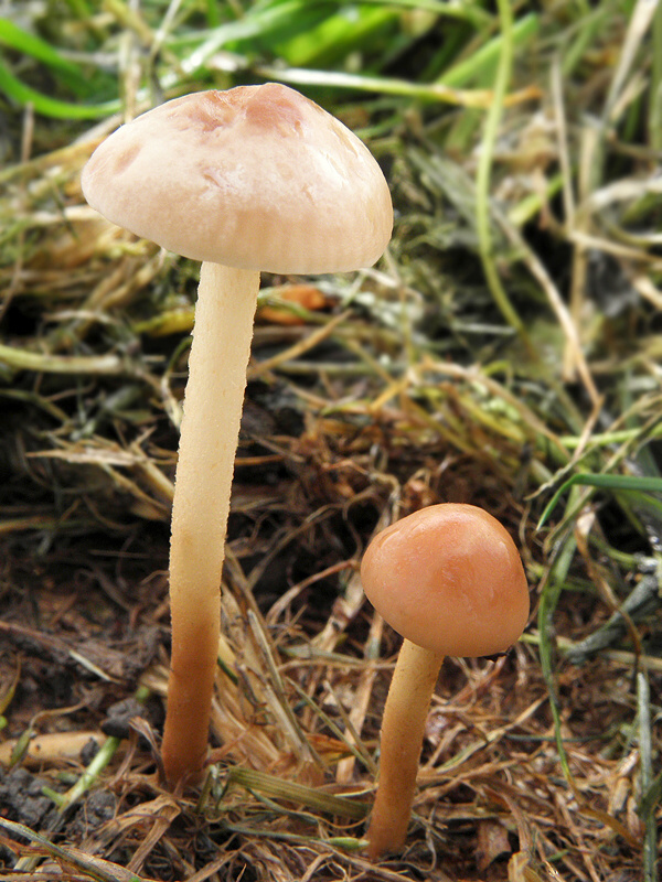 tanečnica poľná Marasmius oreades (Bolton) Fr.