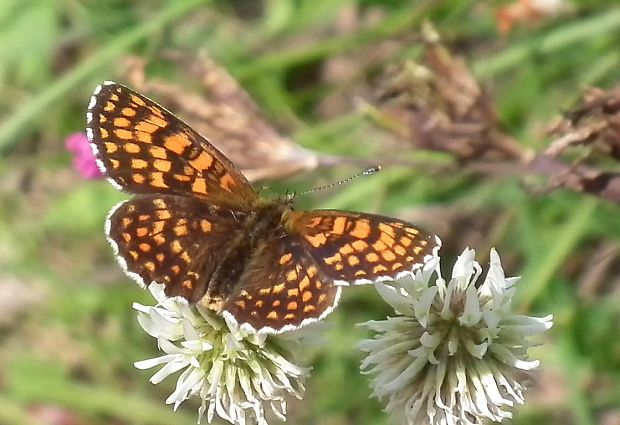 hnedáčik skorocelový  Melitaea athalia