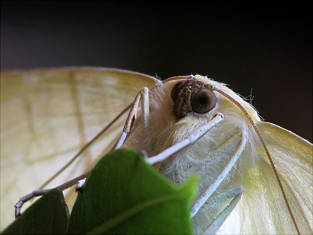 listnatka bazová Ourapteryx sambucaria