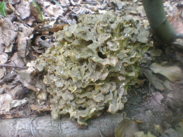 trúdnik klobúčkatý Polyporus umbellatus (Pers.) Fr.