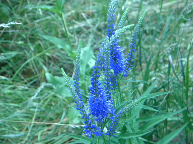 veronikovec dlholistý Pseudolysimachion longifolium (L.) Opiz