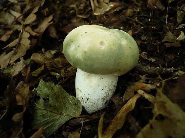 plávka zelenkastá Russula virescens (Schaeff.) Fr.