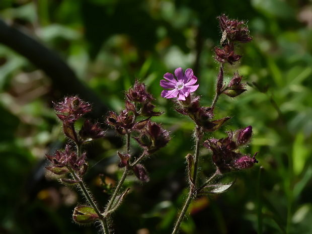 silenka červená Silene dioica (L.) Clairv.