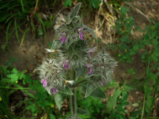 čistec nemecký Stachys germanica L.