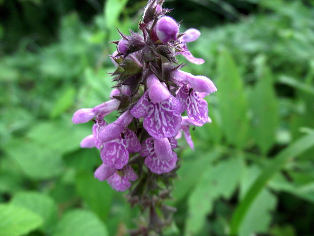 čistec močiarny Stachys palustris L.