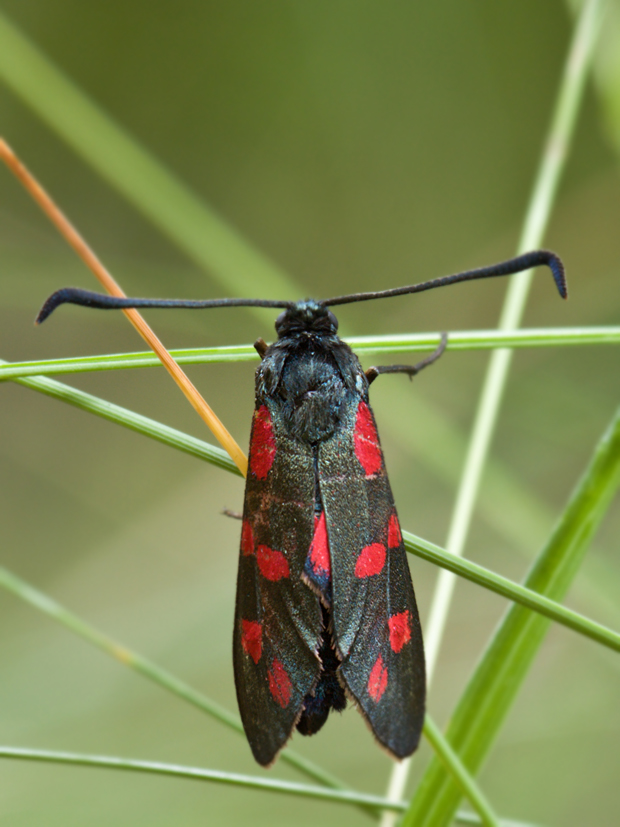 vretienka obyčajná  Zygaena filipendulae