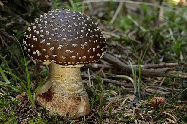 muchotrávka kráľovská Amanita regalis (Fr.) Michael