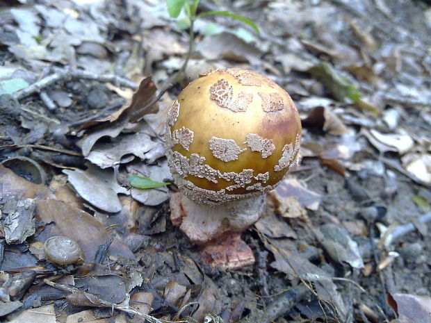 muchotrávka červenkastá Amanita rubescens Pers.