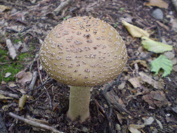 muchotrávka červenkastá Amanita rubescens Pers.