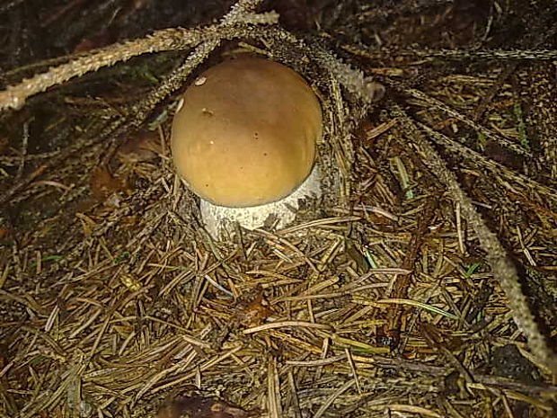 hríb smrekový Boletus edulis Bull.