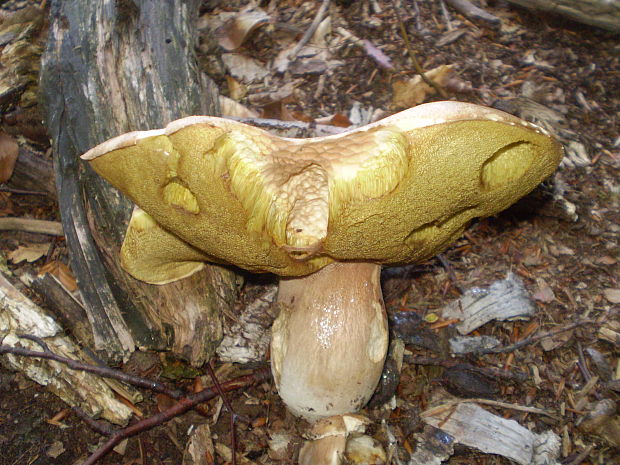 hríb dubový Boletus reticulatus Schaeff.