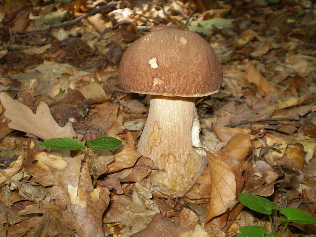 hríb dubový Boletus reticulatus Schaeff.