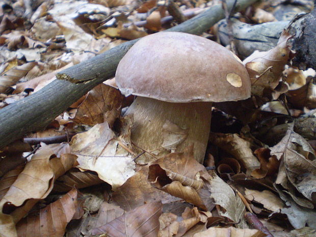 hríb dubový Boletus reticulatus Schaeff.