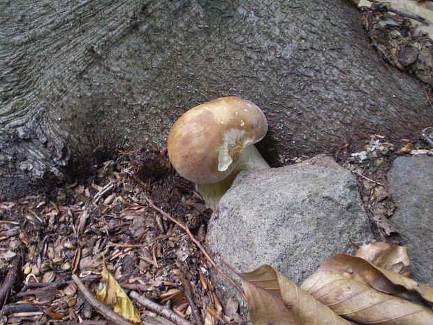 hríb dubový Boletus reticulatus Schaeff.