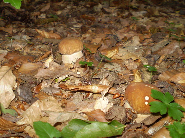 hríb dubový Boletus reticulatus Schaeff.