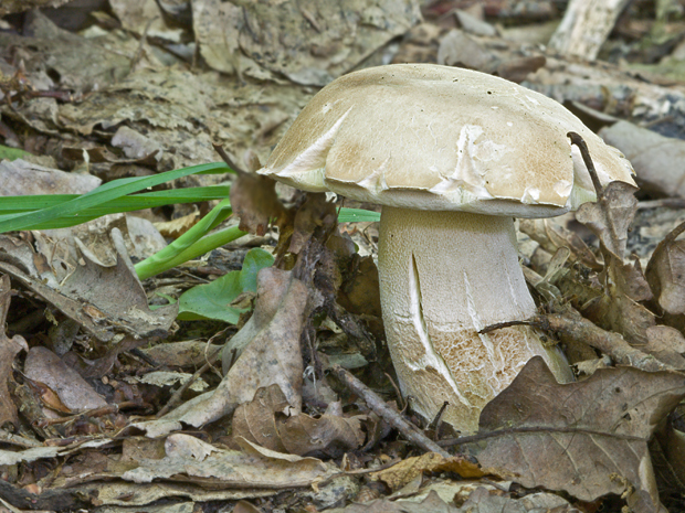 hríb dubový Boletus reticulatus Schaeff.