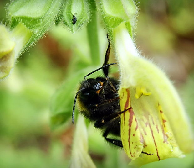 čmeliak Bombus terrestris