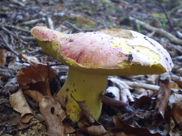 hríb kráľovský Butyriboletus regius (Krombh.) D. Arora & J.L. Frank