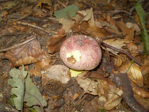 hríb kráľovský Butyriboletus regius (Krombh.) D. Arora & J.L. Frank