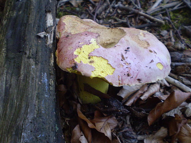 hríb kráľovský Butyriboletus regius (Krombh.) D. Arora & J.L. Frank