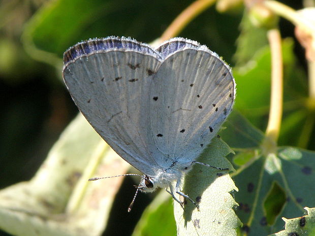 modráčik krušinový  Celastrina argiolus