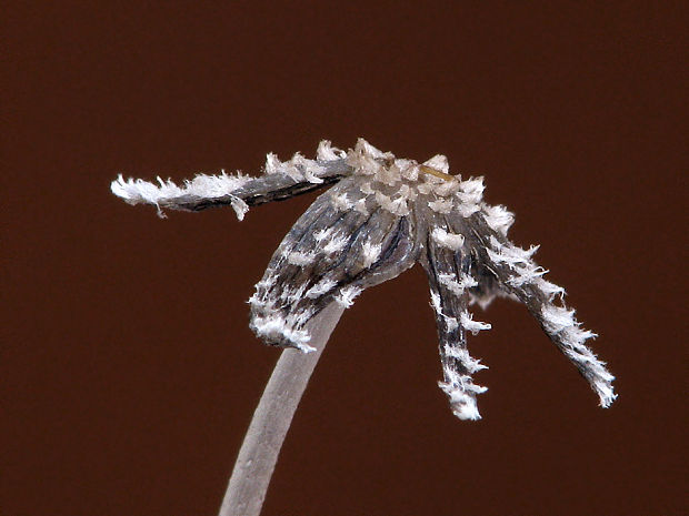 hnojník Coprinopsis sp.
