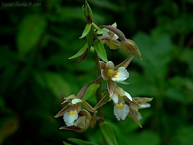 kruštík močiarny Epipactis palustris (L.) Crantz