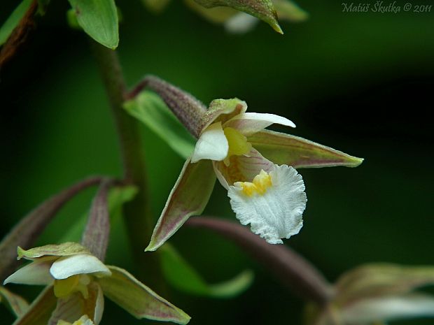 kruštík močiarny Epipactis palustris (L.) Crantz