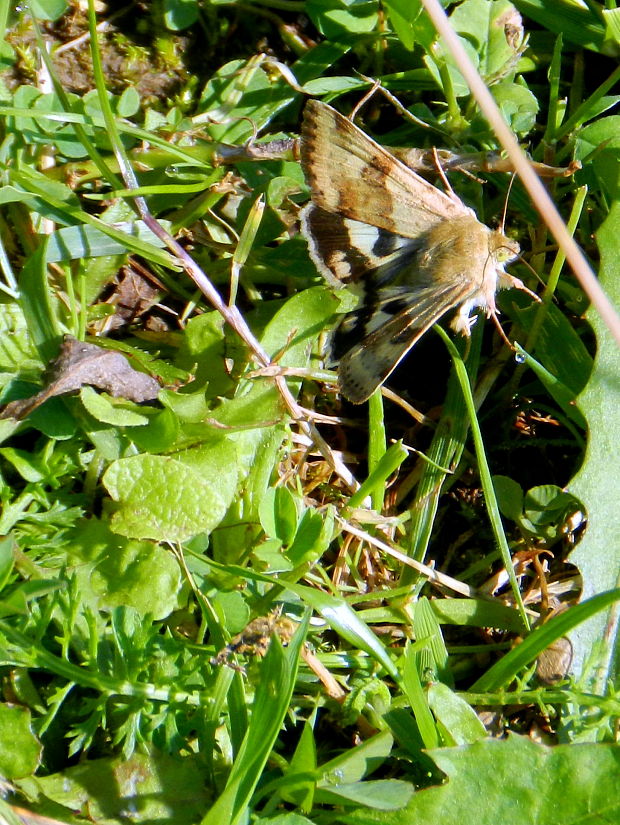 sivkavec štetkový  Heliothis viriplaca