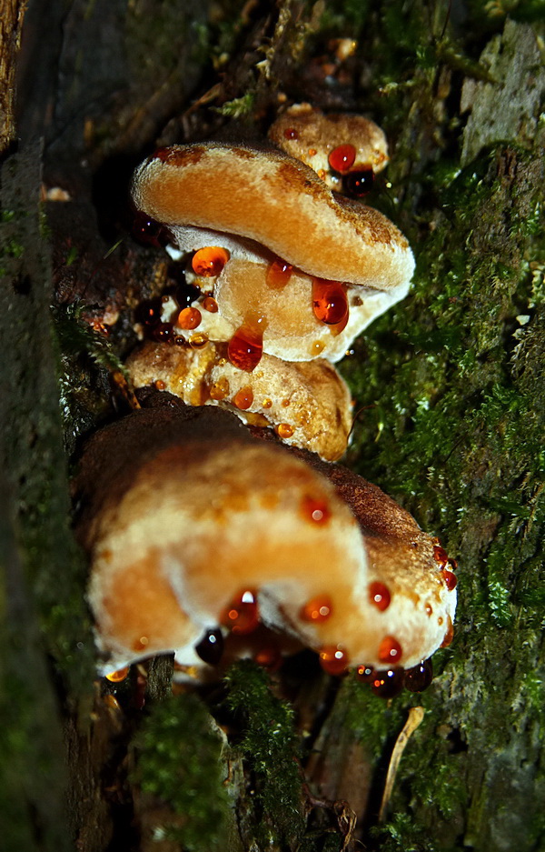 ryšavec srstnatý Inonotus hispidus (Bull.) P. Karst.