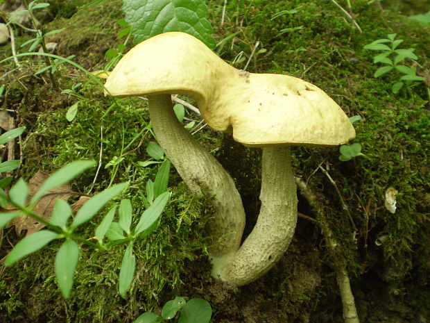 kozák hrabový Leccinum pseudoscabrum (Kallenb.) Šutara