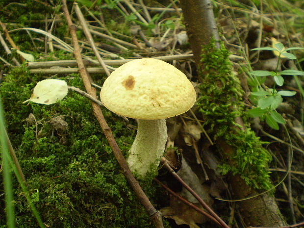 kozák hrabový Leccinum pseudoscabrum (Kallenb.) Šutara