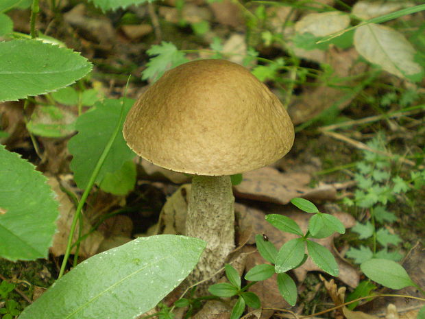 kozák hrabový Leccinum pseudoscabrum (Kallenb.) Šutara