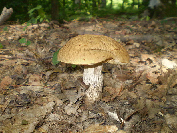 kozák hrabový Leccinum pseudoscabrum (Kallenb.) Šutara