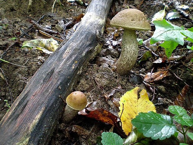 kozák hrabový Leccinum pseudoscabrum (Kallenb.) Šutara