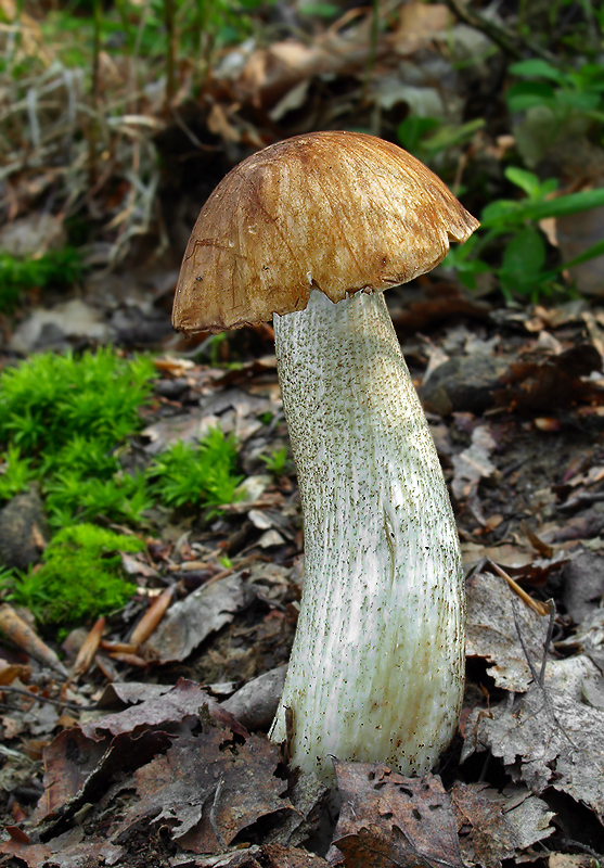 kozák brezový Leccinum scabrum (Bull.) Gray