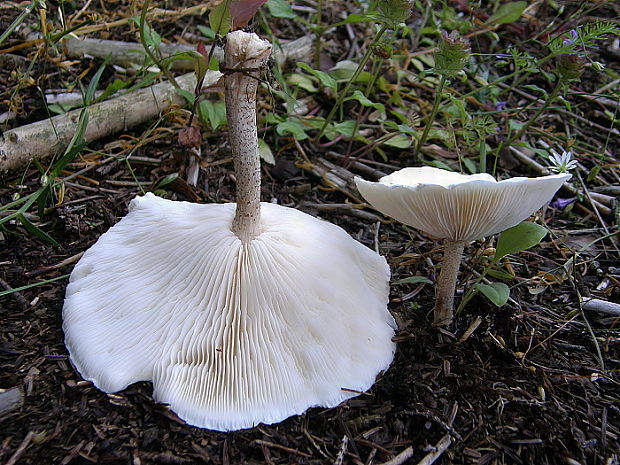 tmavuľka bradavičnatá Melanoleuca verrucipes (Fr.) Singer