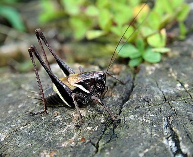 kobylka počierna samec Pholidoptera aptera