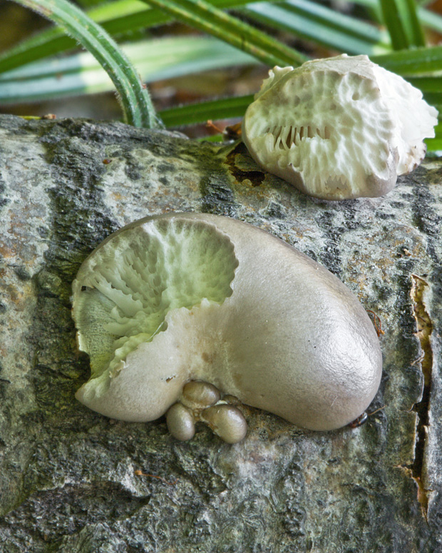 hliva závojová Pleurotus calyptratus (Lindblad ex Fr.) Sacc.